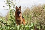 BERGER ALLEMAND 401